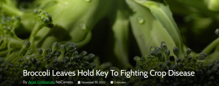 Feuilles de brocoli : la clé pour lutter contre les maladies des cultures