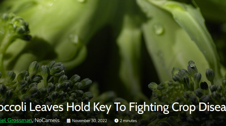 Feuilles de brocoli : la clé pour lutter contre les maladies des cultures